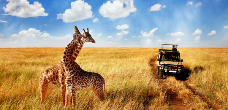 African Safari Vacation Packages Your Gateway to the Wild