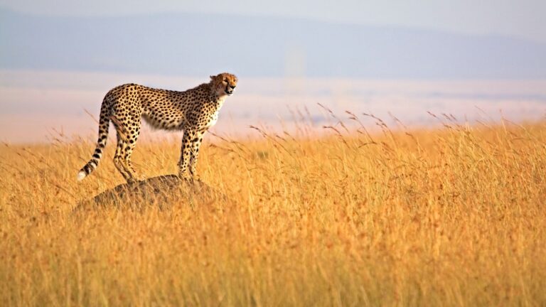 African Safari Travel Packages Experience the Wild Like Never Before