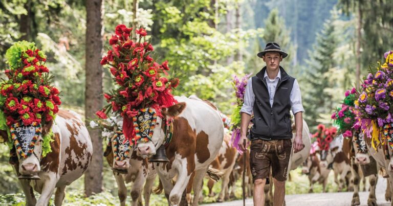 Alpine Cow Festivals in Austria Where Cows Wear Crowns and Mountains Echo with Bells