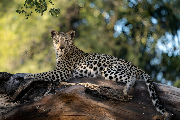 Your Dream Safari Is an All-Inclusive Trip Really Worth It?