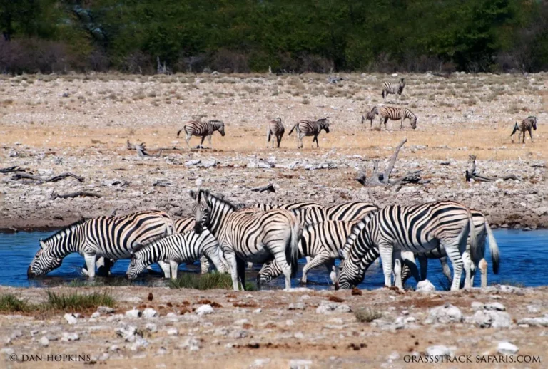 Luxury African Safari Holidays for Unforgettable Adventures