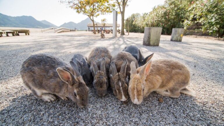 Okunoshima Rahasia Kelinci dan Sejarah Kelam di Satu Pulau