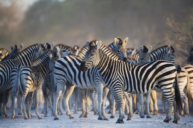 African Wildlife Safari Tours Ultimate Guide for 2025