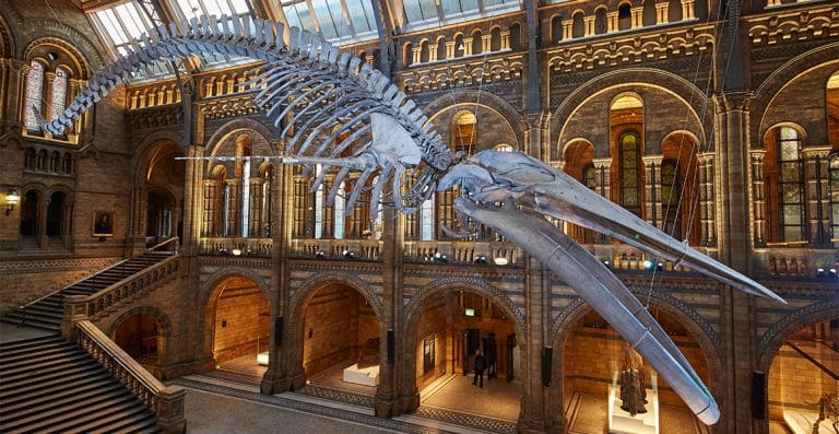 Why London’s Free Museums are the Best in the World and Redefine Cultural Access for Everyone