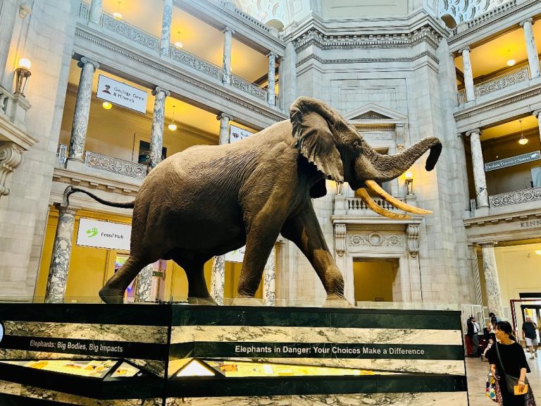 Washington DC Free Museums Exploring America’s Greatest Cultural Treasures Without an Entry Fee