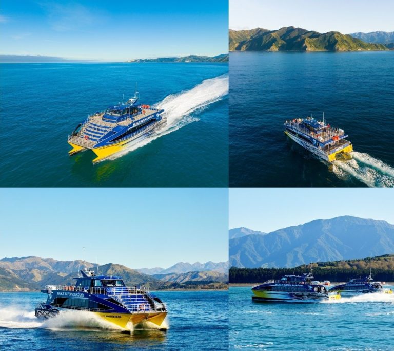 Whale Watching Kaikoura NZ Experiencing the Majestic Giants of the Pacific Along New Zealand’s Wild Coast